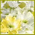 &iexcl; Eres Verdaderamente Especial ! Env&iacute;e este hermoso deseo floral del d&iacute;a de la amistad en espa&ntilde;ol a su querido amigo.