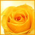 &iexcl; Tu Amistad Es Preciosa A M&iacute; ! Env&iacute;e esta rosa amarilla a su amigo/ amiga para agradecerle por su amistad.