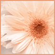 � Margarita Para Su Amor !